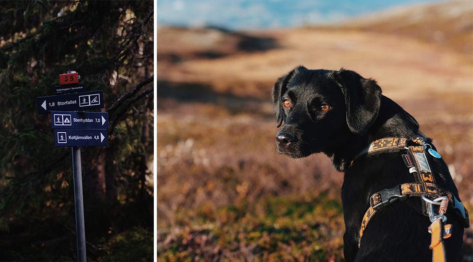 Ledskyltar och hund på fjället